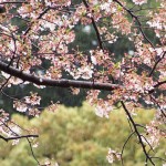 田川市丸山公園の桜（12）～田川地域情報